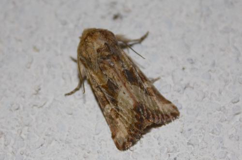 Réf. 216 558 : Luperina dumerilii